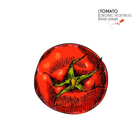 Vector hand drawn set of farm vegetables. Isolated whole tomato. Engraved colored art. Organic sketched vegetarian objects. Use for restaurant, menu, grocery, market, store, party, mealのイラスト素材