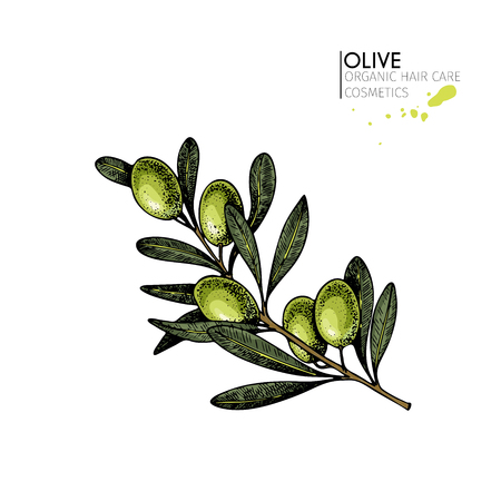 Vector set of hair care ingredients. Organic hand drawn elements. Farm market vegetables. Colored green olive branch. for cosmetic package, shop, store, products, spa salon, wellnes program, skin.のイラスト素材