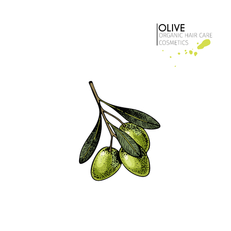Vector set of hair care ingredients. Organic hand drawn elements. Farm market vegetables. Colored green olive branch. for cosmetic package, shop, store, products, spa salon, wellnes program, skin.のイラスト素材