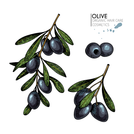 Vector set of hair care ingredients. Organic hand drawn elements. Farm market vegetables. Colored black olive branches. for cosmetic package, shop, store, products, spa salon, wellnes program, skin.のイラスト素材