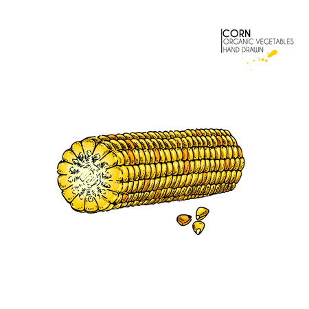 Hand drawn set of vegetables corn cob engraved colored art organic sketched vegetarian objects use for restaurant, menu, grocery, market, store, and party maize cereal grainのイラスト素材