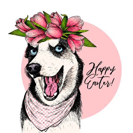 Portrait of siberian husky dog wearing tulip crown and bandana. Welcome spring. Hand drawn colored vector illustration. Engraved detailed art. Good for Easter greeting card, poster, banner, flyer.のイラスト素材