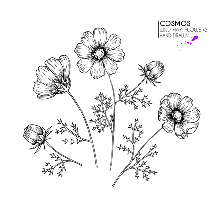 Hand drawn wild hay flowers in vintage engraved art Botanical illustration.のイラスト素材