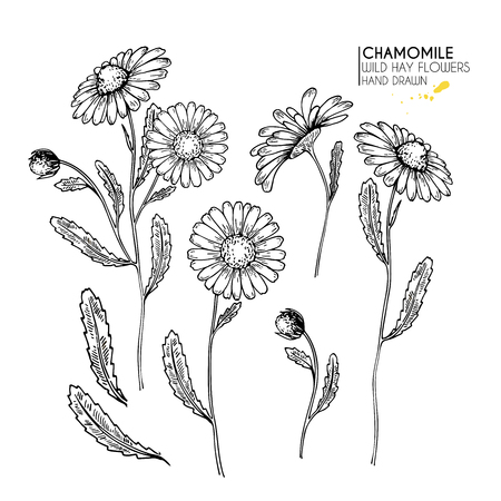 Hand drawn wild hay flowers. Chamomile or daisy flower. Vintage engraved art. Botanical illustration. Good for cosmetics, medicine, treating, aromatherapy, nursing, package design, field bouquetのイラスト素材
