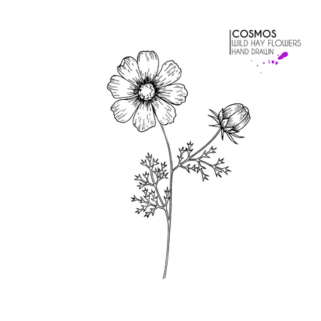 Hand drawn wild hay flowers. Cosmos or cosmea flower. Vintage engraved art. Botanical illustration. Good for cosmetics, medicine, treating, aromatherapy, nursing, package design, field bouquet のイラスト素材