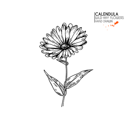 Hand drawn wild hay flower.のイラスト素材