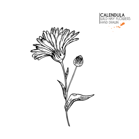 Hand drawn wild hay flowers. Calendula flower. Medical herb. Vintage engraved art. Botanical illustration. Good for cosmetics, medicine, treating, aromatherapy, nursing, package design field bouquetのイラスト素材