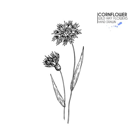 Hand drawn wild hay flowers. Cornflower flower. Medical herb. Vintage engraved art.のイラスト素材
