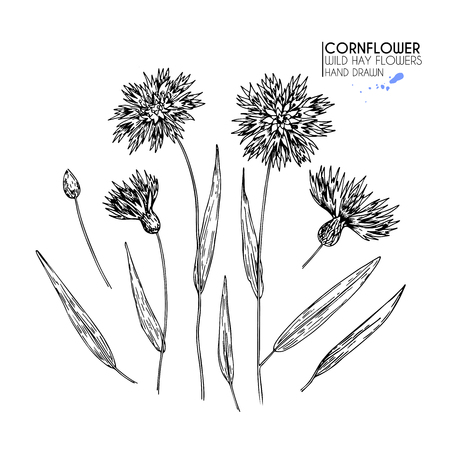 Hand drawn wild hay flowers. Cornflower  flower. Medical herb. Vintage engraved art. Botanical illustration. Good for cosmetics, medicine, treating, aromatherapy, nursing, package design field bouquetのイラスト素材