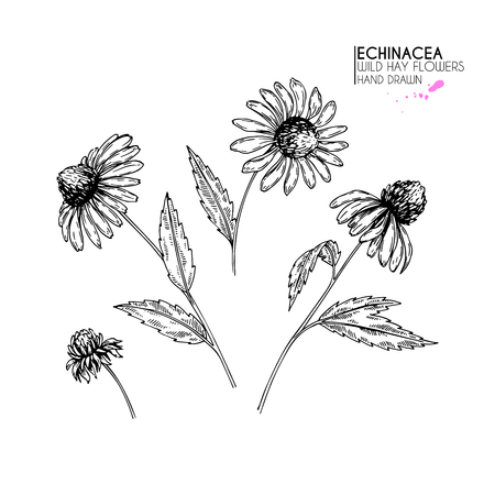 Hand drawn wild hay flowers. Echinacea flower. Medical herb. Vintage engraved art. Botanical illustration. Good for cosmetics, medicine, treating, aromatherapy, nursing, package design field bouquetのイラスト素材