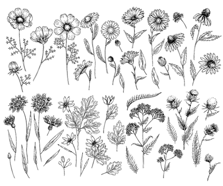 Hand drawn wild hay flowers.のイラスト素材