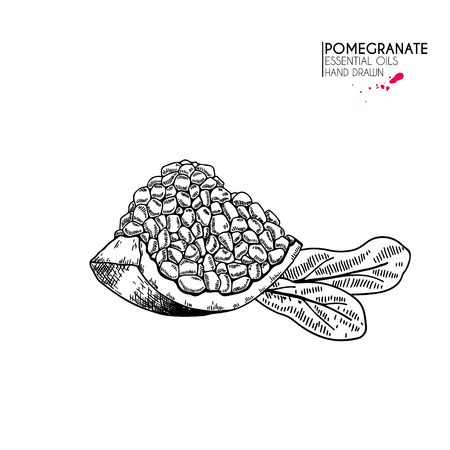 Hand drawn sliced pomegranate and leaves. Vector engraved illustration. Juicy natural fruit. Food healthy ingredient. For cooking, cosmetic package design, medicinal herb, treating, healt careのイラスト素材