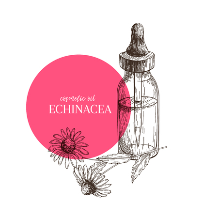 Hand drawn set of essential oils. Vector echinacea purpurea flower. Medicinal herb with glass dropper bottle. Engraved art. For cosmetics, medicine, treating, aromatherapy, package design healthcareのイラスト素材