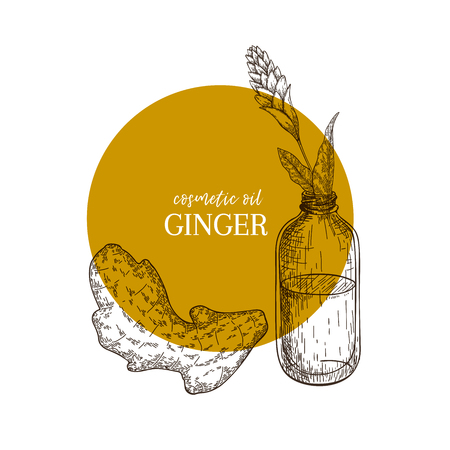 Hand drawn set of essential oils. Vector ginger branch. Medicinal spicy herb with glass bottle. Engraved art. Food condiment. Cosmetics, medicine, treating, cooking, package design, food ingredientのイラスト素材