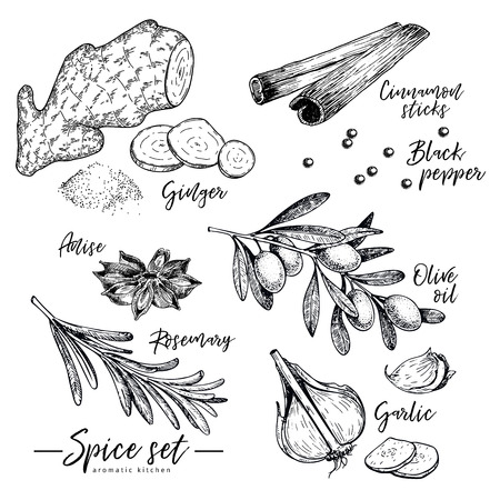 Hand drawn herbs, spices and condiments set. Vector ginger, cinnamon, anise, olive oil, rosemary and garlic icons. Engraved illustration. Use for restaurant menu design, packaging, kitchen bookのイラスト素材