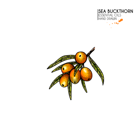 Hand drawn sea buckthorn branch. Vector colorfull engraved illustration. Healing tea and medical eatable berry. Food ingredient, cooking, beauty. For cosmetic package design, medicinal herb, treatingのイラスト素材
