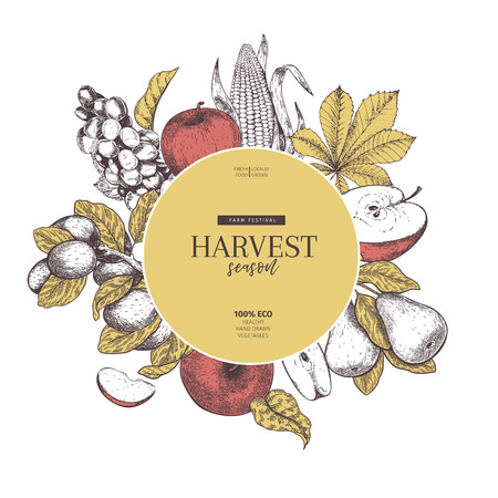 Hand drawn banner with autumn harvest fruits and vegetables. Vector vintage engraved style. Apple, grape, corn, plum and pear. Fall holiday flyer. Thanksgiving, farm festival, food market, designのイラスト素材