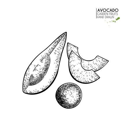Hand drawn sliced avocado. Vector engraved illustration. Natural orgainc vegetable. Food healthy ingredient. For cooking, cosmetic package design, medicinal herb, treating, healt careのイラスト素材