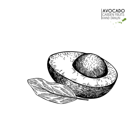 Hand drawn half avocado. Vector engraved illustration. Natural orgainc vegetable. Food healthy ingredient. For cooking, cosmetic package design, medicinal herb, treating, healt careの写真素材