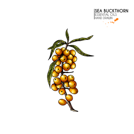 Hand drawn sea buckthorn branch. Vector colorfull engraved illustration. Healing tea and medical eatable berry. Food ingredient, cooking, beauty. For cosmetic package design, medicinal herb, treatingの写真素材