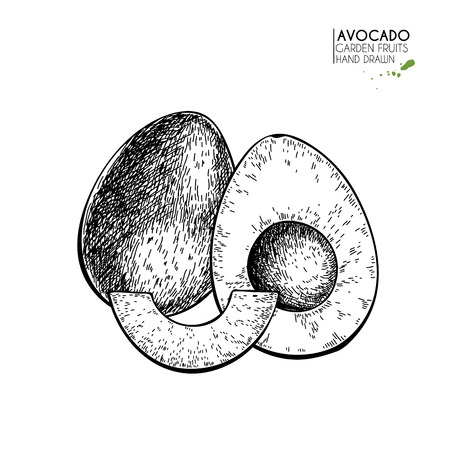 Hand drawn whole, half and sliced avocado. Vector engraved illustration. Natural orgainc vegetable. Food healthy ingredient. For cooking, cosmetic package design, medicinal herb, treating, healt careのイラスト素材