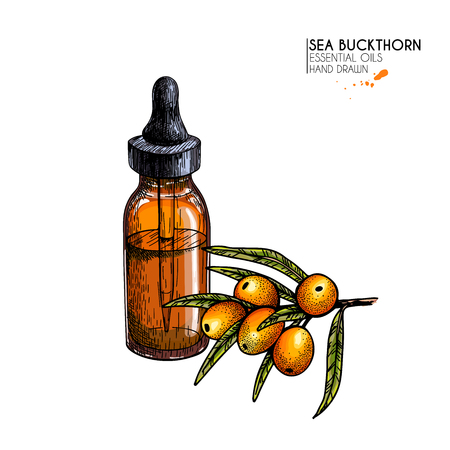 Hand drawn set of essential oils. Vector sea buckthorn berry. Medicinal herb with glass dropper bottle. Engraved colored art. Ccosmetics, medicine, treating, aromatherapy, package design healthcareのイラスト素材