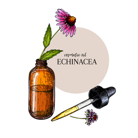 Hand drawn set of essential oils. Vector echinacea purpurea flower. Medicinal herb, glass dropper bottle. Engraved colored art. Ccosmetics, medicine, treating, aromatherapy, package design healthcareのイラスト素材
