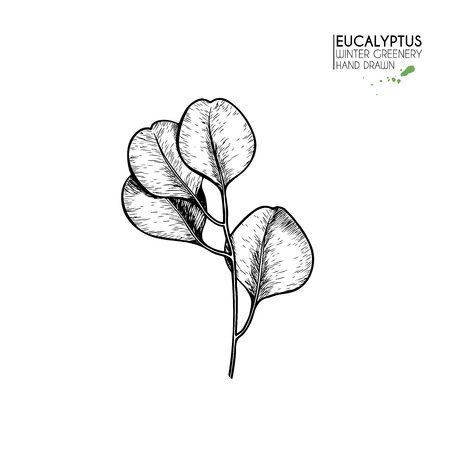 Hand drawn set of essential oils. Vector eucalyptus branch. Winter medicinal herb. Christmas, Xmas. Engraved art. Good for cosmetics, medicine, treating, healthcare, package design  aromatherapyのイラスト素材