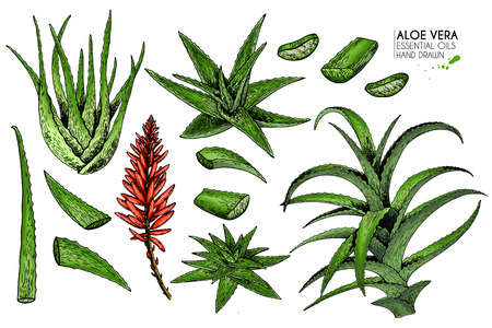 Hand drawn set of aloe vera. Engraved colored vector illustration. Medical, cosmetic plant. Moisturizing serum, healthcare. Good for cosmetics, medicine, treating, aromatherapy package design skincareのイラスト素材