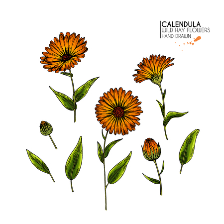 Hand drawn wild hay flowers. Vector colored calendula flower. Medical herb. Vintage engraved art. Botanical illustration. Cosmetics, medicine, treating, aromatherapy, nursing, package designのイラスト素材