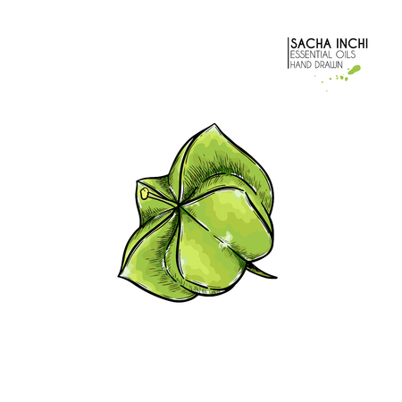 Hand drawn colored sacha inchi star capsula. Engraved vector illustration. Medical, cosmetic plant. Moisturizing serum,essential oil. Cosmetic, medicine, treating, aromatherapy package design skincareのイラスト素材