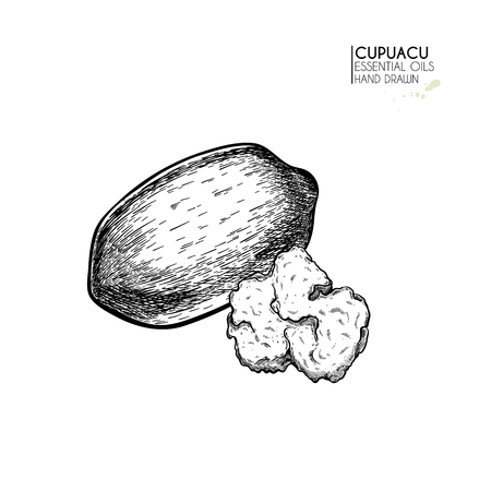 Hand drawn cupuacu nut. Engraved vector illustration. Medical, cosmetic plant. Moisturizing serum,essential oil, butter. Cosmetic, medicine, treating aromatherapy package design skincareのイラスト素材