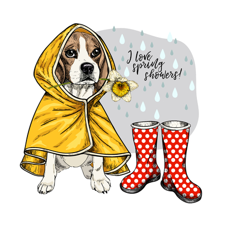 Hand drawn beagle with yellow raincoat and gumboots. Vector spring greeting card. Cute colorful dog with daffodil flower. I love spring rain. Lovely pet portrait. Poster, banner, flyer designのイラスト素材