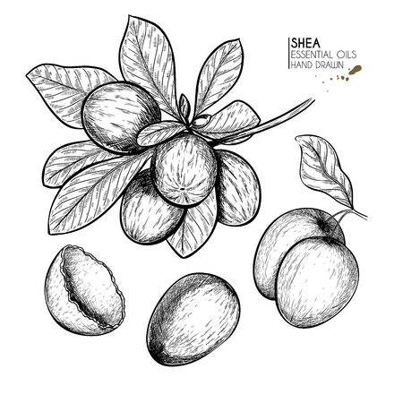 Hand drawn shea plant branch and nuts. Engraved vector illustration. Medical, cosmetic plant. Moisturizing butter,essential oil. Cosmetic, medicine, treating, aromatherapy package design skincareのイラスト素材
