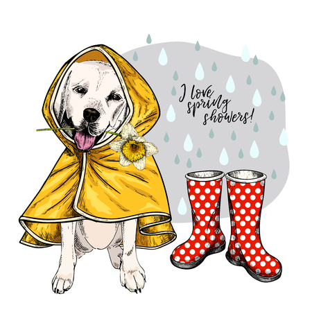 Hand drawn labrador retriever with yellow raincoat and gumboots. Vector spring greeting card. Cute colorful dog with daffodil flower. I love spring rain. Pet portrait. Poster, banner, flyer designのイラスト素材