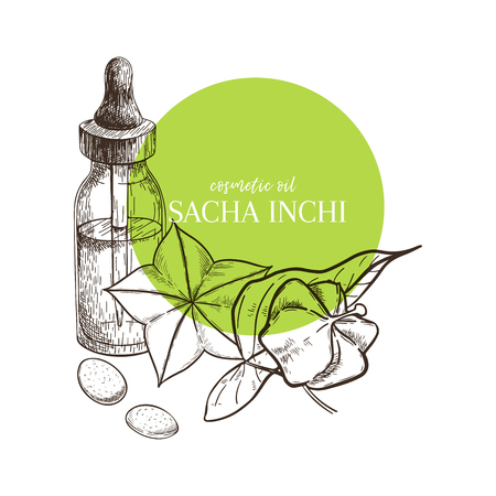 Hand drawn set of essential oils. Vector sacha inchi serum. Medicinal herb with glass dropper bottle. Engraved art. Good for cosmetics, medicine, treating, aromatherapy, package design health careのイラスト素材