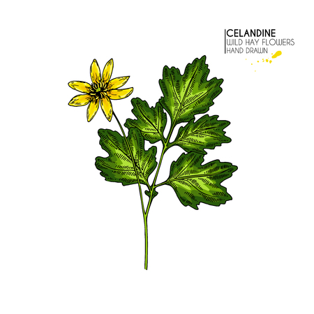 Hand drawn wild hay flowers. Celandine flower. Colored vintage engraved art. Botanical illustration. Good for cosmetics, medicine, treating, aromatherapy, nursing, package design, field bouquetのイラスト素材