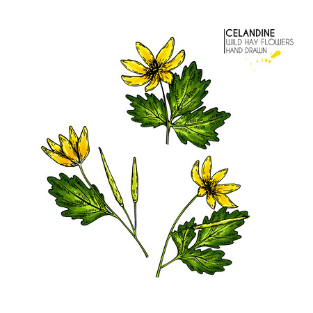 Hand drawn wild hay flowers. Celandine flower. Colored vintage engraved art. Botanical illustration. Good for cosmetics, medicine, treating, aromatherapy, nursing, package design, field bouquetのイラスト素材
