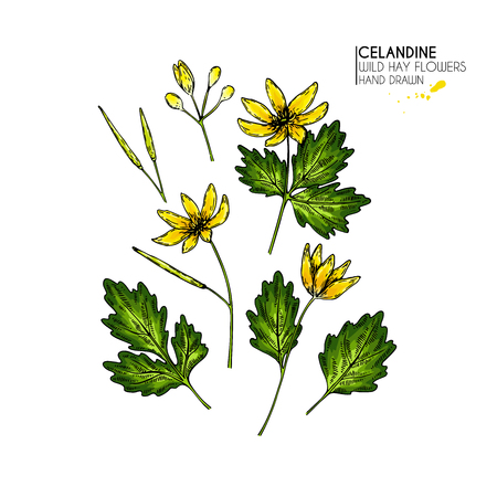 Hand drawn wild hay flowers. Celandine flower. Colored vintage engraved art. Botanical illustration. Good for cosmetics, medicine, treating, aromatherapy, nursing, package design, field bouquetのイラスト素材