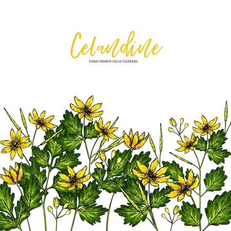 Hand drawn wild hay flowers. Celandine flower. Medical herb. Vector vintage colored engraved art. Good for cosmetics, medicine, treating, aromatherapy, nursing, package design health careのイラスト素材