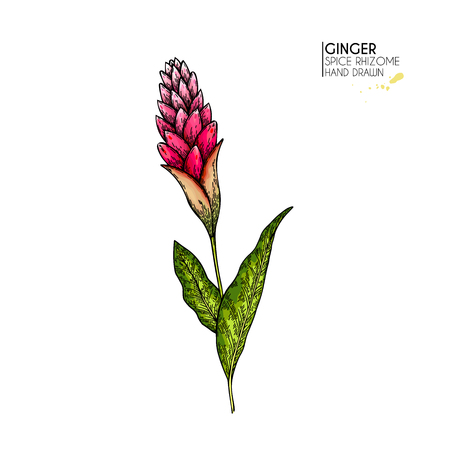 Hand drawn ginger flower. Vector colored engraved illustration. Spicy rhizhome vegetable. Food ingredient, aromatherapy, cooking. For cosmetic package design, medicinal herb, treating, healthcareのイラスト素材