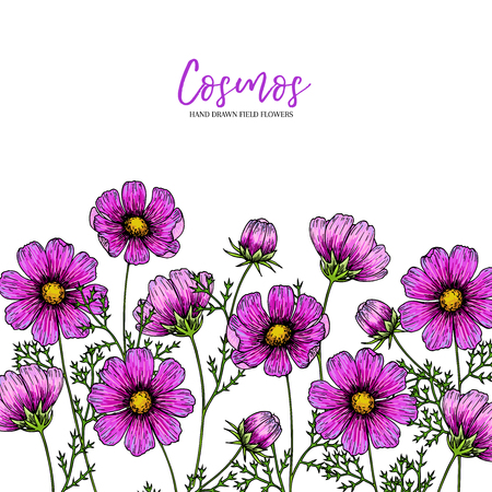 Hand drawn wild hay flowers. Cosmos flower. Medical herb. Vintage colored engraved art. Border composition. Good for cosmetics, medicine, treating, aromatherapy, nursing, package design health careのイラスト素材