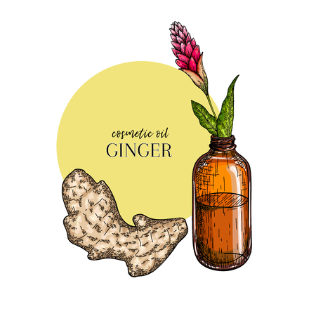Hand drawn set of essential oils. Vector colored ginger branch. Medicinal spicy herb with glass bottle. Engraved art. Food condiment. Cosmetics, medicine, cooking, package design, food ingredientのイラスト素材