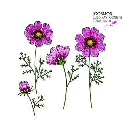 Hand drawn wild hay flowers. Vector cosmos or cosmea flower. Vintage engraved colored art. Botanical illustration. Good for cosmetics, medicine, treating, aromatherapy, nursing, package designのイラスト素材