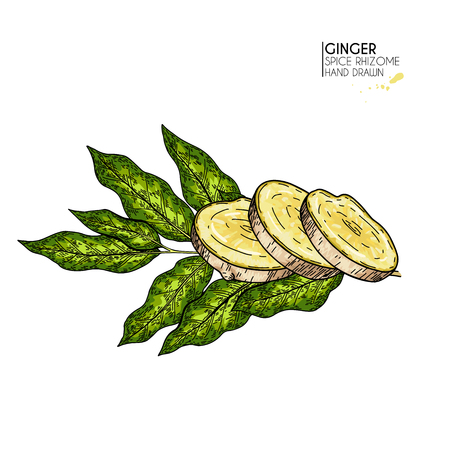 Hand drawn ginger root slice and leaf. Vector colored engraved illustration. Spicy rhizhome vegetable. Food ingredient, aromatherapy, cooking. For cosmetic package design, medicinal herb, healthcareのイラスト素材
