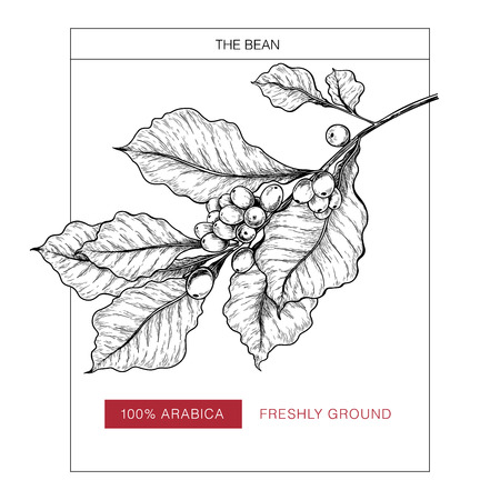 Coffee set. Hand drawn coffee branch. Coffe grainf and leaves. Vector engraved icon. Packaging design in brutalism. Label template, brand identity, coffee shop, restaurant menuのイラスト素材