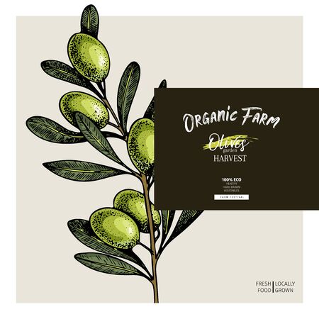 Hand drawn label of extra virgin olive oil. Vector colored vintage art. Set of farm vegetables. Organic sketched vegetarian objects. Use for restaurant, menu, package, market, flyer, templateのイラスト素材