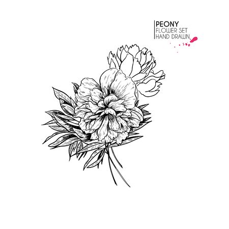 Hand drawn autumn flowers. Peony flower.Vintage engraved art. Botanical illustration. Good for flower shop, Halloween decoration, tattoo, package design, floristic bouquetのイラスト素材