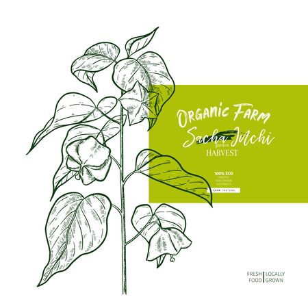 Hand drawnsacha inchi branch. Engraved vector banner. Moisturizing and healing. Essential oil, aromatherapy, rich protein serum. For cosmetic package design, medicinal herb, treating, healthcareのイラスト素材
