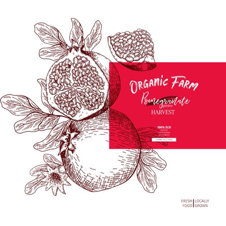 Hand drawn pomegranate composition. Vector engraved illustration. Juicy natural fruit. Food healthy ingredient. For cooking, cosmetic package design, medicinal herb, treating, healthcareのイラスト素材